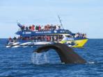 Kaikoura whale watching trips in New Zealand