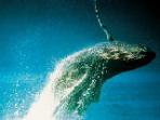 Whale watching in South Africa