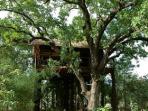 Bandhavgarh tree house accommodation in India