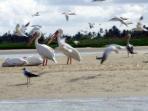 Gambia bird watching tours