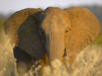 Wildlife conservation safari in Botswana