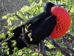 Galapagos wildlife photography holiday
