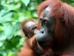 Borneo and Bali vacation