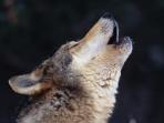 Sweden wolf tracking tour