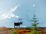 Vacation in Alaska, wildlife and wilderness