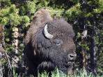 Rocky Mountains wildlife vacation, USA