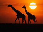 Tanzania cycling vacation and safari