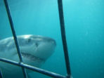Shark conservation in South Africa
