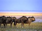 Tanzania  luxury safari