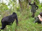 Uganda mountain gorilla safari