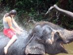 Volunteer with elephants in Sri Lanka 