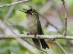 Bird watching vacation in Chile