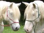 Horse riding vacation in France