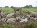 Tailormade Uganda safari
