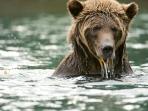 British Columbia bear watching vacation