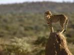 Namibia Big Cat conservation