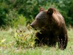 Volunteering with bears in Romania