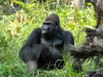 Congo and Central Africa wildlife vacation