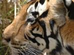 India tiger watching vacations