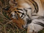 Tiger safari in India, Corbett National Park