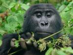 Gorilla safari in Rwanda & Uganda