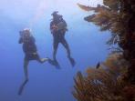 Belize diving conservation holiday