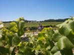 Cycling and wine vacation in Bordeaux