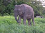 Borneo vacation, culture and wildlife