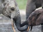 Central African Republic holiday