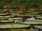 Guyana vacation, wildlife & culture