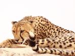 Kruger Park photography holiday, South Africa