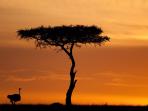 Kenya and Tanzania safari vacation