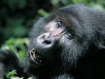 Uganda gorillas and wildlife vacation