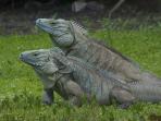 Blue Iguana Cayman Islands tour