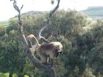 Ethiopia wildlife safari vacation