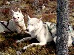 Wilderness activity vacation with huskies in Finland