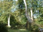 New forest guided day tours, England