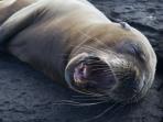 Peru and Galapagos adventure vacation