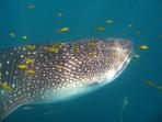 Whale Shark diving conservation in Seychelles