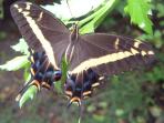 Grand Cayman nature tours