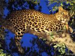 Filmmakers safari in South Africa