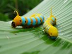 Wildlife conservation expedition to the Amazon