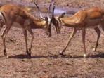 Wildlife vacation in Senegal