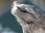 Day tours in Tasmania, tailor made 