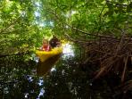 Grand Cayman mangrove kayak tour