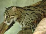 Endangered wildcats tour in India
