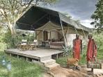 Big cat safari in Kenya