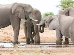 Namibia safari and vacation