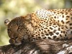 Okavango Delta and Victoria Falls luxury vacation