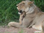 South Africa vacation, Cape Town, Winelands & Kruger safari